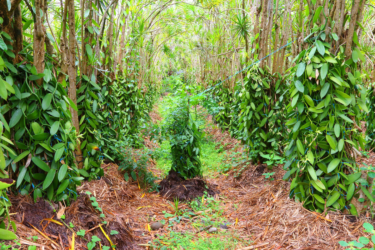 Comment la vanille de Madagascar est-elle cultivée ?