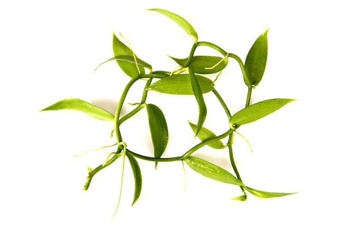 La culture de la vanille, les secrets de Madagascar