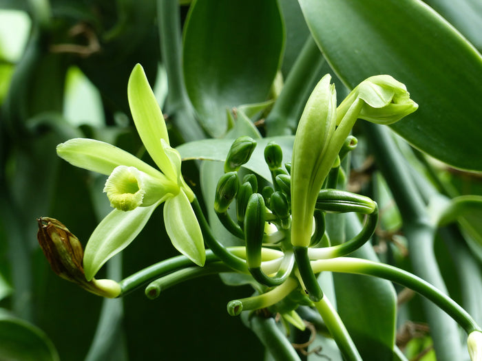 La culture de la vanille à Madagascar: Un voyage au cœur des plantations