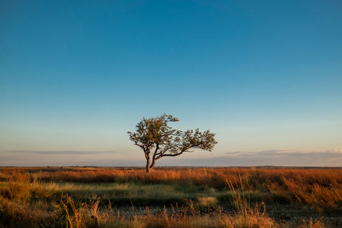 brown grass field with green tree under blue sky during daytime