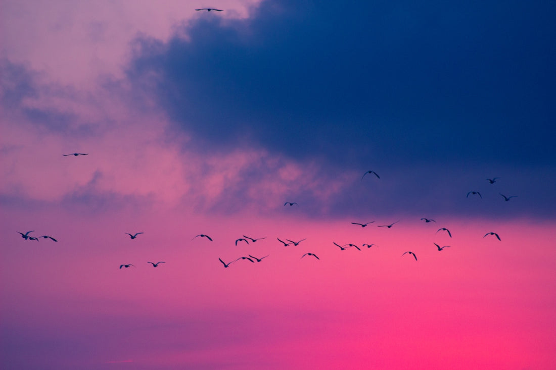 a flock of birds flying in the sky
