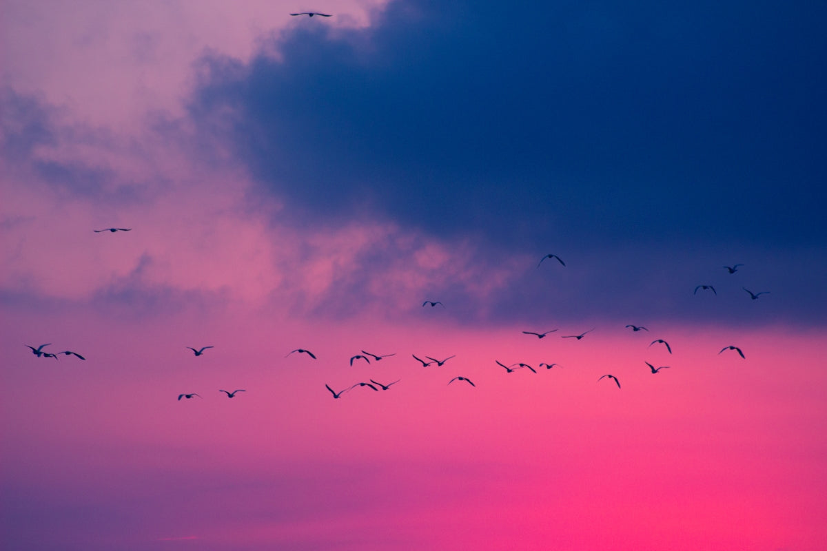 a flock of birds flying in the sky