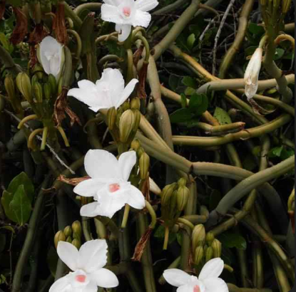 Vanilla rocsheri: un trésor rare et aromatique de Tanzanie