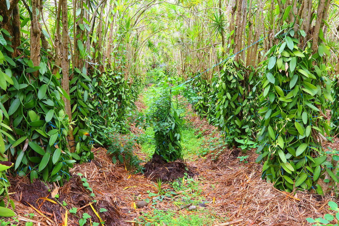 Comment la vanille de Madagascar est-elle cultivée ?