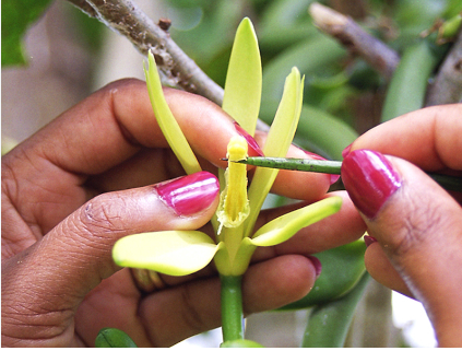 Gousses de vanille Bourbon BIO de Madagascar, charnues et parfumées
