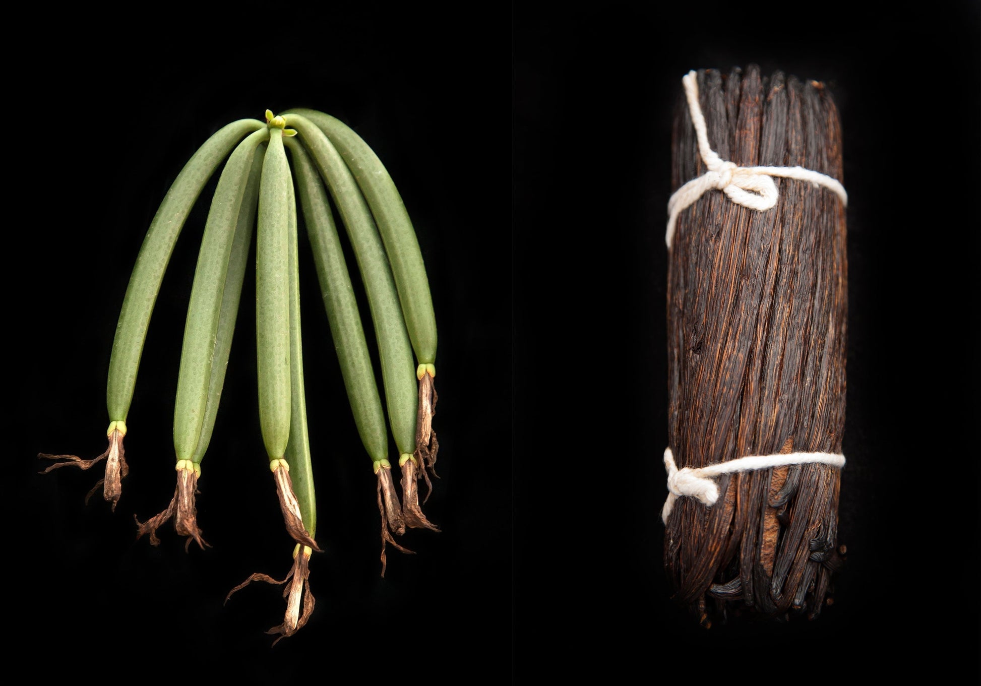 Gousses de vanille Bourbon de Madagascar Grand Cru, en direct producteur